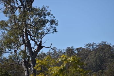 Low angle view of trees against clear sky