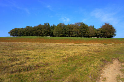 Trees on field against blue sky