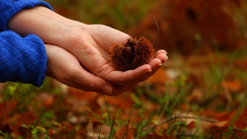 Close-up of hand holding chestnut on field