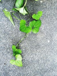 Close-up of leaves