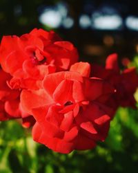 Close-up of red flowers blooming outdoors