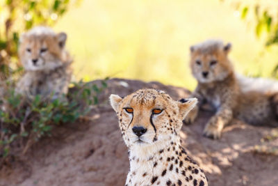 Cheetah on rock