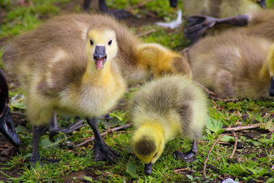 Close-up of goslings on grass 