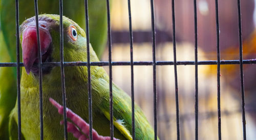 Close-up of parrot