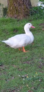 High angle view of bird on field