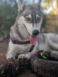 Close-up of a dog looking away