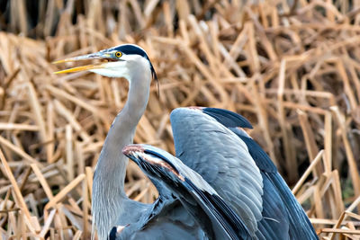 Close-up of bird