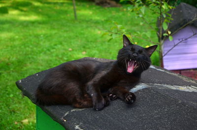 High angle view of cat yawning on retaining wall