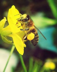 Close-up of bee on flower