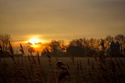 Silhouette plants on field against sky during sunset