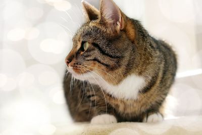 Close-up of cat looking away