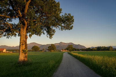 Road amidst trees on field against sky