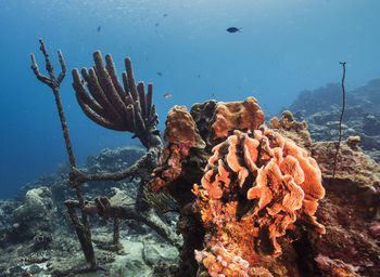 View of coral swimming in sea