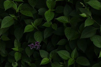 Full frame shot of flowering plant