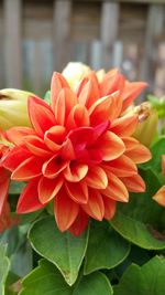 Close-up of red flowers