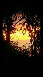 Silhouette trees at sunset