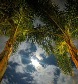 Low angle view of palm trees against sky