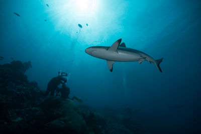 Low angle view of a shark and scuba divers