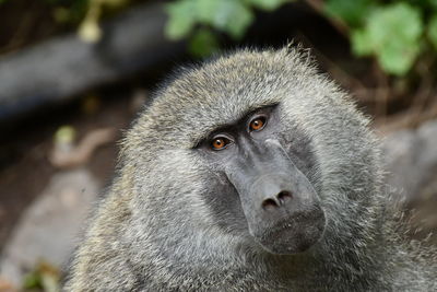 Close-up of gorilla looking away outdoors
