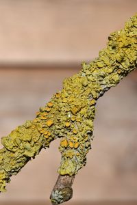 Close-up of yellow leaves on branch