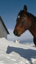 Horse and kitten tolerating each other in a lot at a ranch during winter