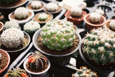 Cactus in garden 