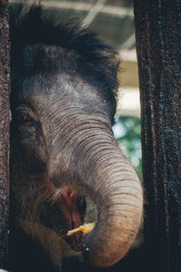 Close-up of young elephant