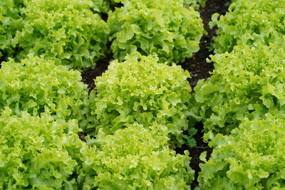 Full frame shot of fresh green plants