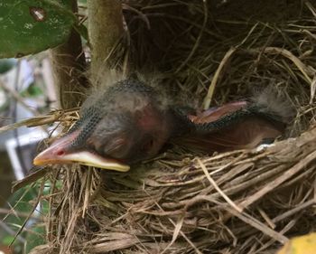 Close-up of dead bird in nest