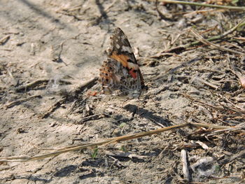 High angle view of butterfly on field