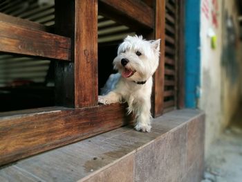 Close-up of dog on wood