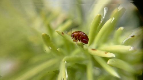 Close-up of plant against blurred background