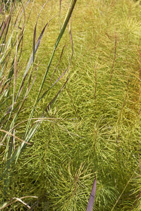 Full frame shot of bamboo plants