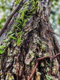 Close-up of moss growing on tree trunk