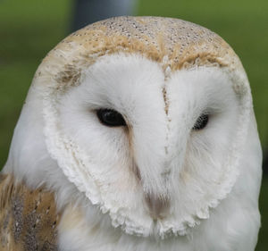 Close-up portrait of owl