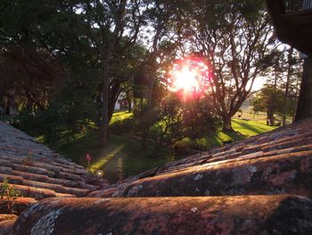 Sunlight streaming through trees in park