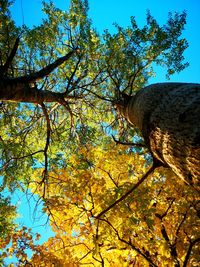 Low angle view of tree against sky