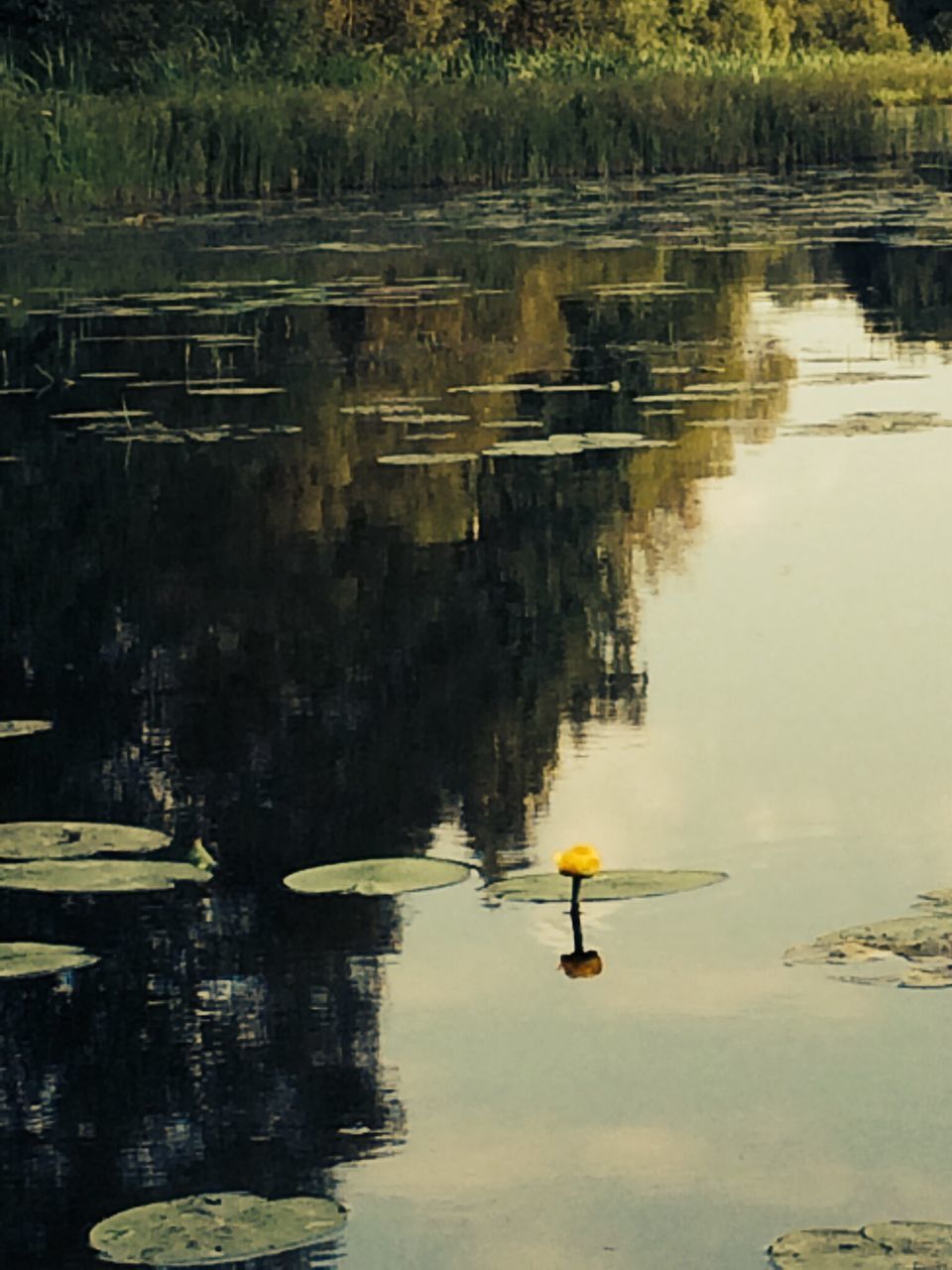 water, bird, lake, reflection, animal themes, animals in the wild, wildlife, swimming, duck, swan, waterfront, floating on water, nature, tranquility, pond, water bird, tree, beauty in nature, rippled, outdoors