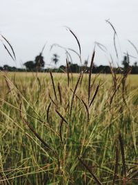 Close-up of stalks in field against sky