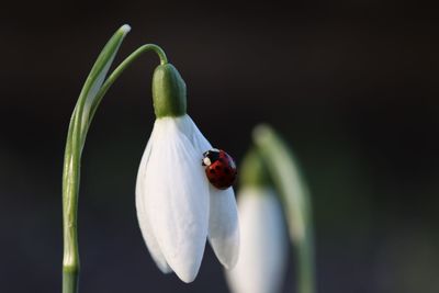 Close-up of bug on white flowering plant