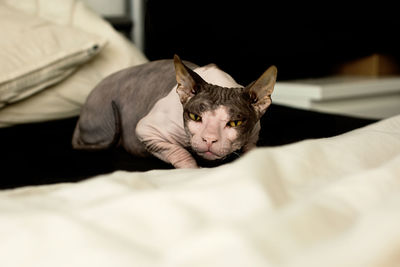 Close-up of cat resting on bed