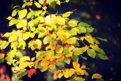 Close-up of leaves