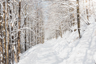 Close-up of snow covered field