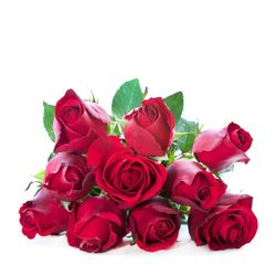 Close-up of red roses against white background