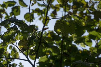 Low angle view of fruits on tree