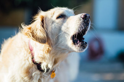 Close-up of dog looking away
