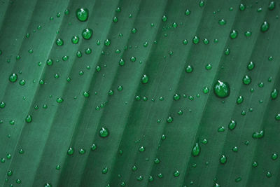 Full frame shot of raindrops on leaf