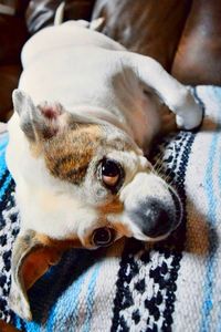 Close-up of dog lying on sofa