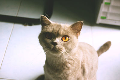 Close-up portrait of cat