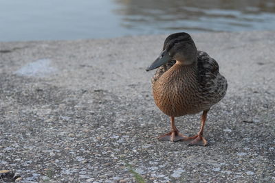 Close-up of duck on land